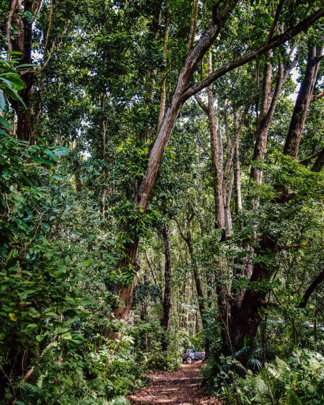 Jozani Forest