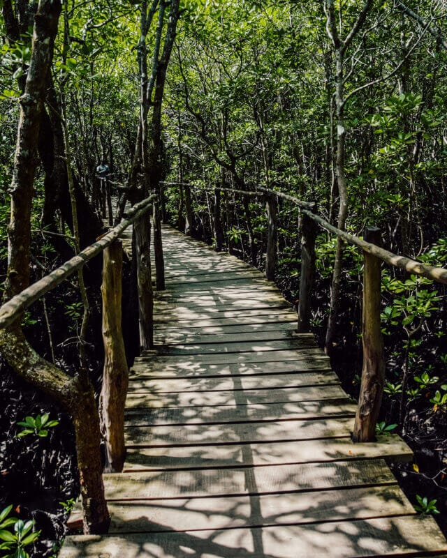 Mangrove Forest Pathway